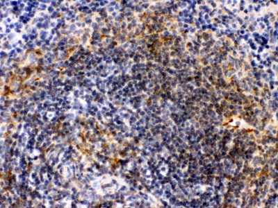 2 - Anti-Actin Picoband Antibody ABO12437