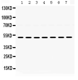 1 - Anti-ADRA1A Picoband Antibody ABO12438