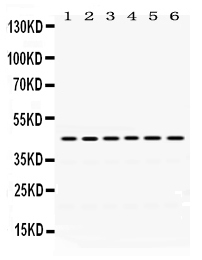 1 - Anti-Arc Picoband Antibody ABO12439