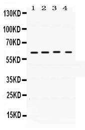 1 - Anti-Bag3 Picoband Antibody ABO12440