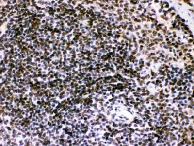 2 - Anti-Bik Picoband Antibody ABO12441