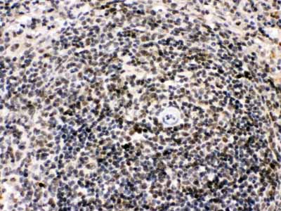 2 - Anti-Bik Picoband Antibody ABO12441