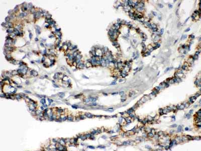 2 - Anti-Bik Picoband Antibody ABO12441
