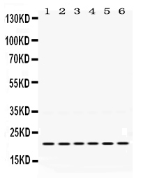1 - Anti-Bik Picoband Antibody ABO12441