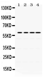 1 - Anti-Cdc25C Picoband Antibody ABO12442