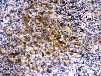 2 - Anti-eIF4A2 Picoband Antibody ABO12444