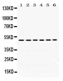 1 - Anti-eIF4A2 Picoband Antibody ABO12444