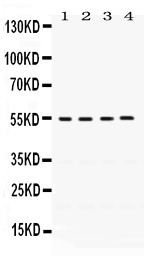 1 - Anti-FMO2 Picoband Antibody ABO12446