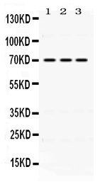 1 - Anti-Keap1 Picoband Antibody ABO12448