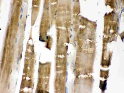 2 - Anti-MEK3 Picoband Antibody ABO12449