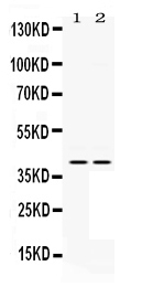 1 - Anti-MEK3 Picoband Antibody ABO12449