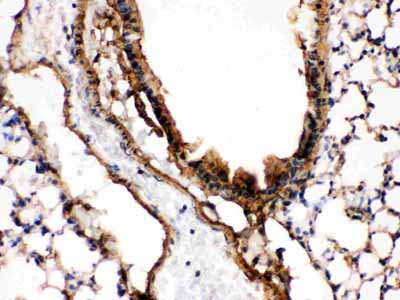 2 - Anti-MEK7 Picoband Antibody ABO12450