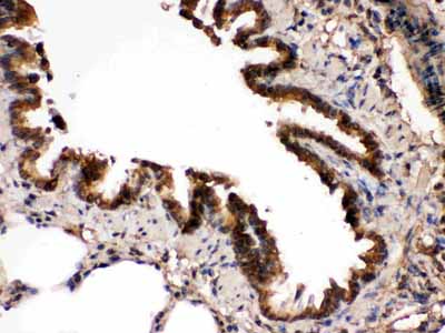 2 - Anti-MEK7 Picoband Antibody ABO12450