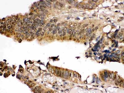2 - Anti-MEK7 Picoband Antibody ABO12450