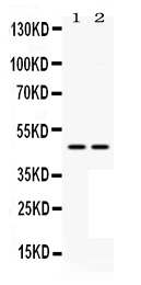 1 - Anti-MEK7 Picoband Antibody ABO12450