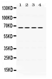 1 - Anti-NUR77 Picoband Antibody ABO12452