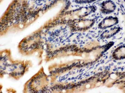 2 - Anti-OGT Picoband Antibody ABO12453