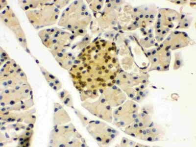 2 - Anti-PAX6 Picoband Antibody ABO12454