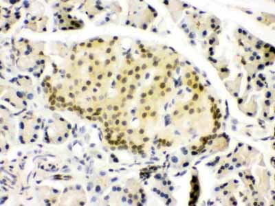 2 - Anti-PAX6 Picoband Antibody ABO12454