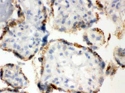 2 - Anti-ERp57 Picoband Antibody ABO12458