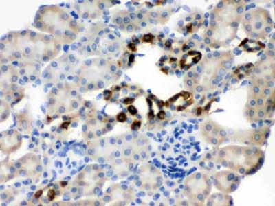 2 - Anti-PGRMC1 Picoband Antibody ABO12461