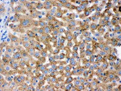 2 - Anti-PGRMC1 Picoband Antibody ABO12461