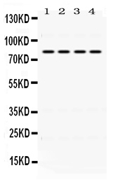 1 - Anti-PIGR Picoband Antibody ABO12462
