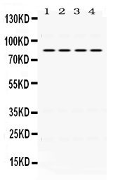1 - Anti-PIK3R2 Picoband Antibody ABO12463