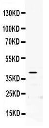 1 - Anti-PON2 Picoband Antibody ABO12465