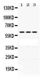 1 - Anti-POT1 Picoband Antibody ABO12466