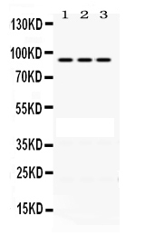 1 - Anti-PRLR Picoband Antibody ABO12468