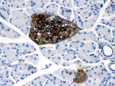 2 - Anti-PRNP Picoband Antibody ABO12469