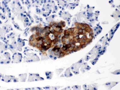 2 - Anti-PRNP Picoband Antibody ABO12469