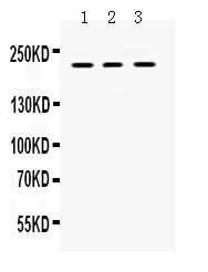 1 - Anti-CD45 Picoband Antibody ABO12471