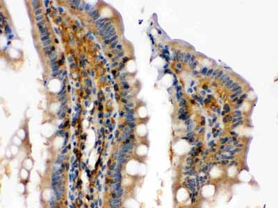 2 - Anti-RAB13 Picoband Antibody ABO12476