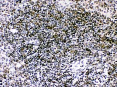 2 - Anti-RAG2 Picoband Antibody ABO12479