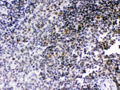 2 - Anti-RAG2 Picoband Antibody ABO12479