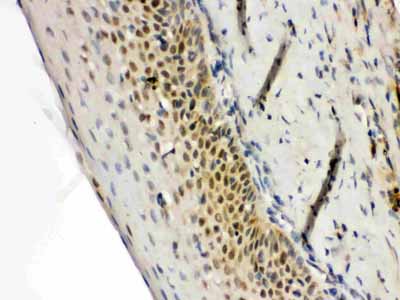 2 - Anti-RAG2 Picoband Antibody ABO12479