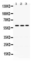 1 - Anti-RAG2 Picoband Antibody ABO12479