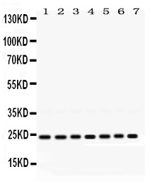 1 - Anti-RALA Picoband Antibody ABO12480