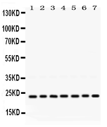 1 - Anti-RALB Picoband Antibody ABO12481