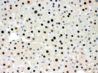 2 - Anti-RbAp48 Picoband Antibody ABO12483