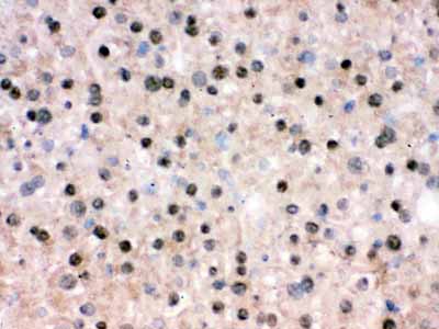 2 - Anti-RbAp48 Picoband Antibody ABO12483
