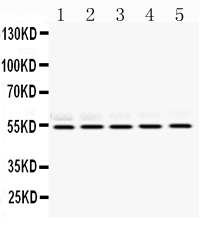 1 - Anti-RbAp48 Picoband Antibody ABO12483