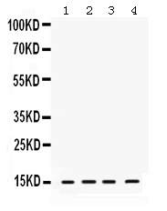 1 - Anti-ROC1 Picoband Antibody ABO12484