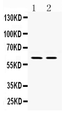 1 - Anti-Rel B Picoband Antibody ABO12485