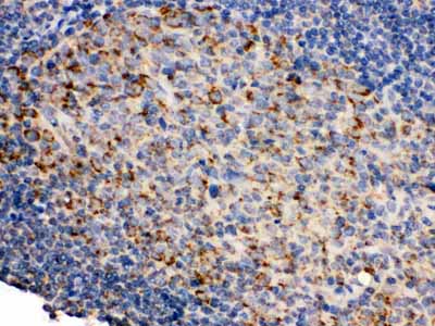 2 - Anti-CD19 Picoband Antibody ABO12486