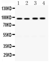 1 - Anti-CD19 Picoband Antibody ABO12486