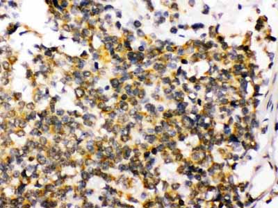 2 - Anti-PSD95 Picoband Antibody ABO12488