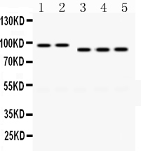 1 - Anti-PSD95 Picoband Antibody ABO12488
